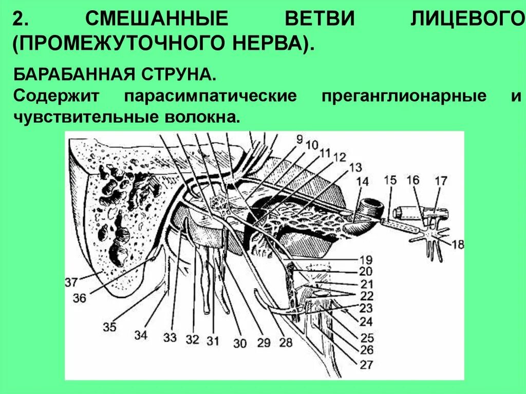 Промежуточный черепной нерв. Черепно мозговые нервы животных. Черепные нервы анатомия животных. Функциональная анатомия черепных нервов. Черепно мозговые нервы КРС.