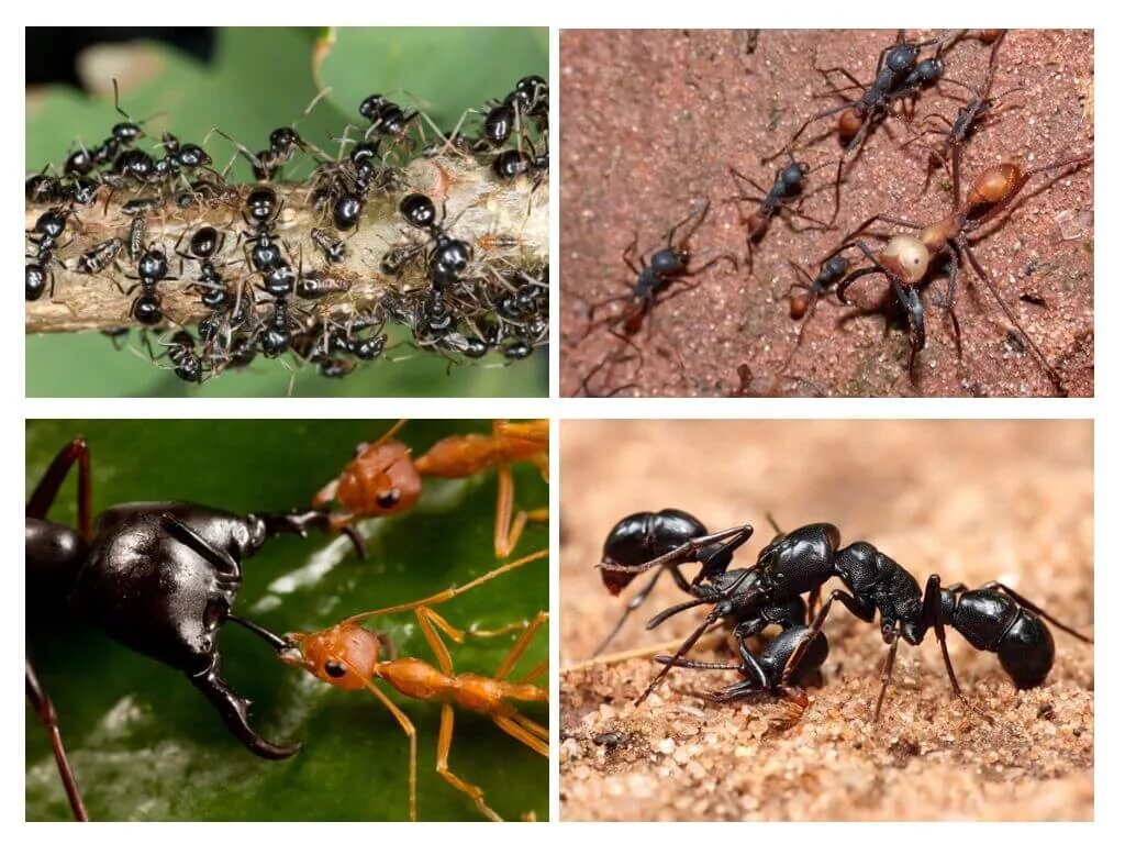 Муравьев годы жизни. Жизнь муравьёв в муравейнике. Кочевые муравьи. Разные муравьи. Самые опасные муравьи.