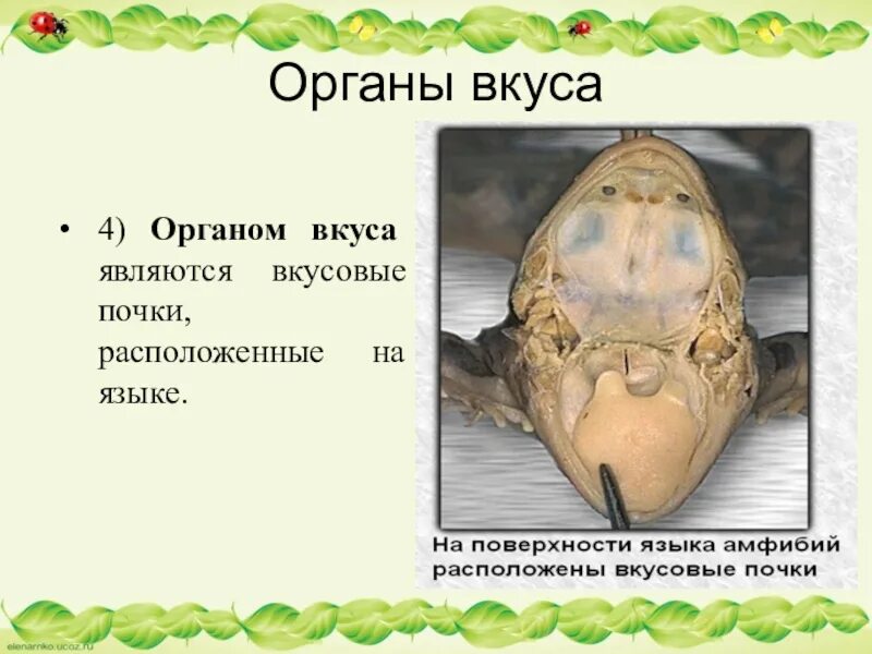 Земноводные органы чувств. Орган вкуса у земноводных. Органы чувств амфибий. Органы чувстземноводных. Тест по амфибиям 7