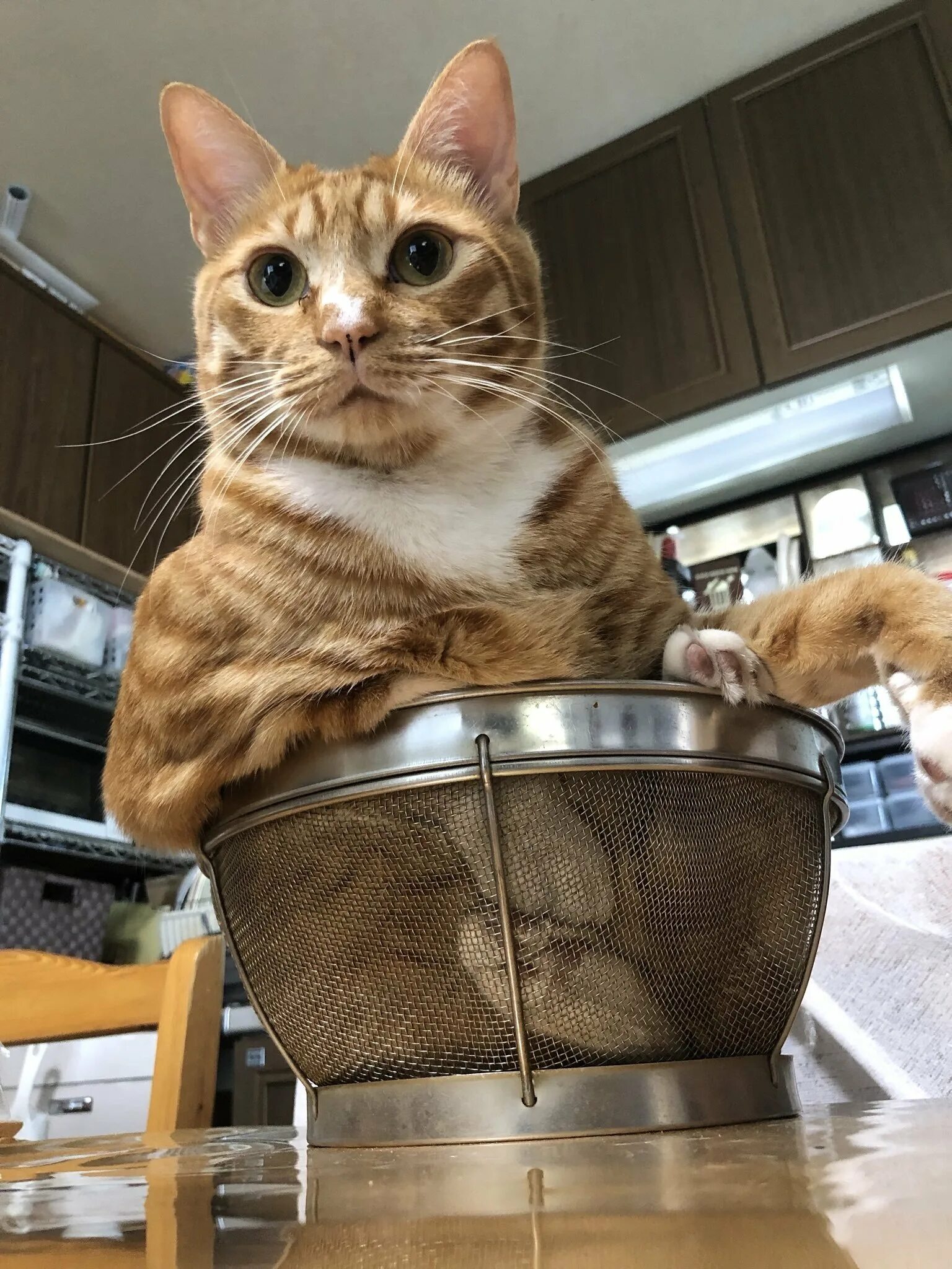 Кот в кастрюле. Кот готовит. Коты на кухне. Без кота и жизнь не та. Варят кошек