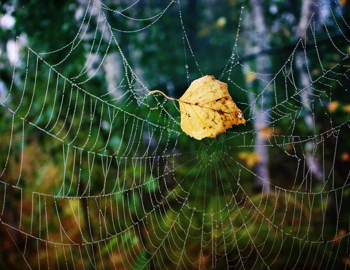 д кедрин бабье лето. осенняя паутина. паутинка осень. осень бабье лето. красивая паутинка.