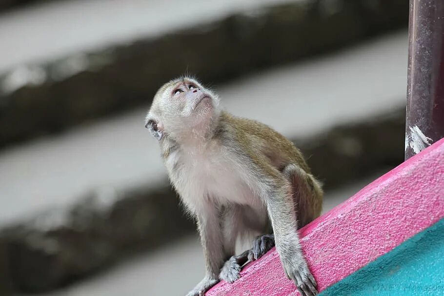 Розовая обезьяна. Мартышка в розовом. Домашние животные обезьянки.