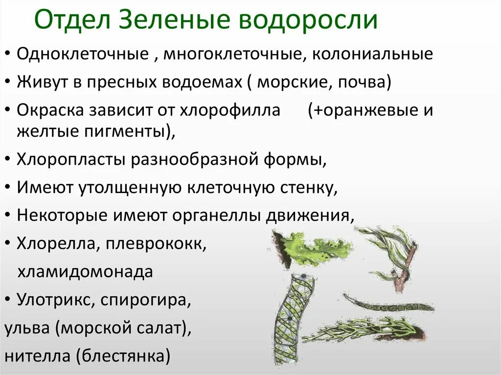 Строение водорослей 5. Характеристика зелёных водорослей кратко. Водоросли общая характеристика 5 класс биология. Отдел водоросли одноклеточные зеленые многоклеточные зеленые. Основные признаки зеленых водорослей.