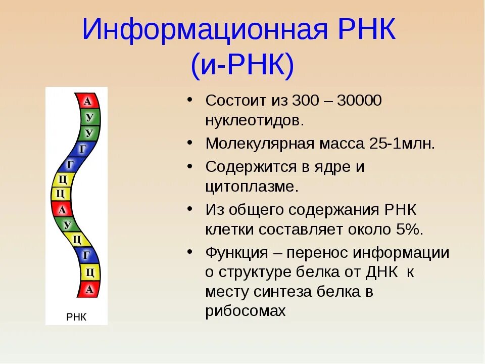 Примеры рнк. Строение молекулы ИРНК. Строение и функции ИРНК. Структура молекулы ИРНК. Структура информационной РНК.