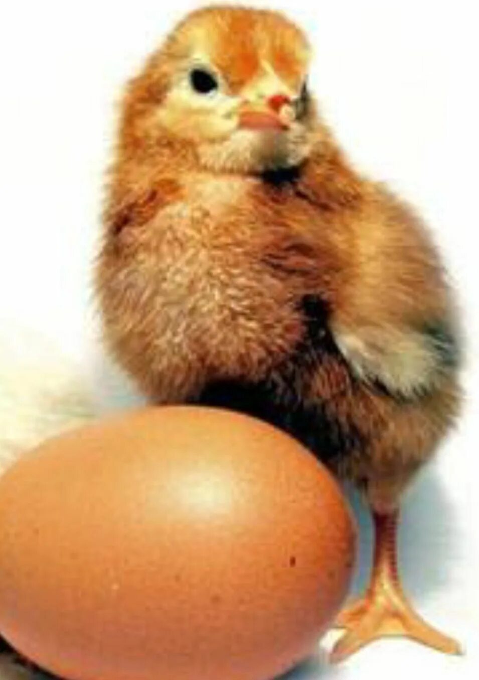 Цыплята Ломан Браун. Инкубационное яйцо Ломан Браун. Цыплята Петушки Ломан Браун. Инкубационное яйцо Орпингтон. Цыплята браун фото