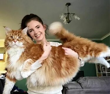 Самая большая кошачья в мире