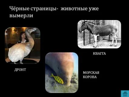 Красная книга черные страницы