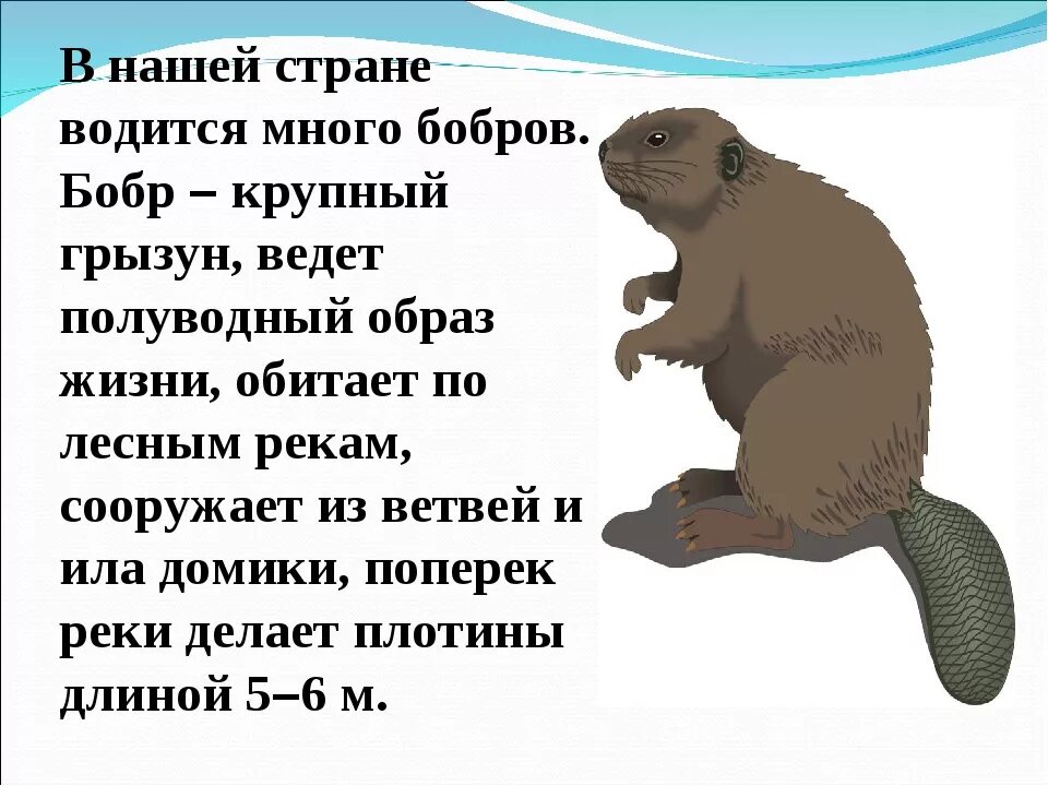 Сообщение на тему бобр. Рассказ про бобра. рассказ о бобре. короткий рассказ о бобрах. рассказ о бобрах для детей.