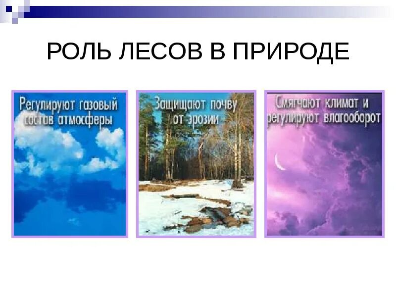 Главная роль в природе. Роль леса в природе. Роль леса в жизни человека. Роль леса в природе рисунки. Роль леса в жизни планеты.