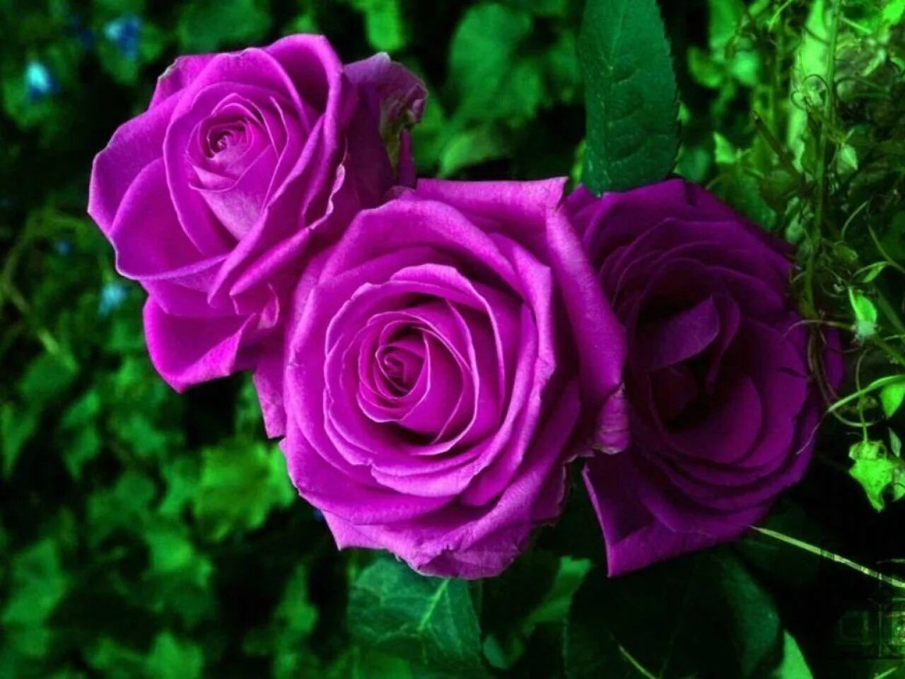 Пурпурные розы. Фиолетовые розы. Пурпурные цветы. Пурпурные розы. Пурпурные розы.