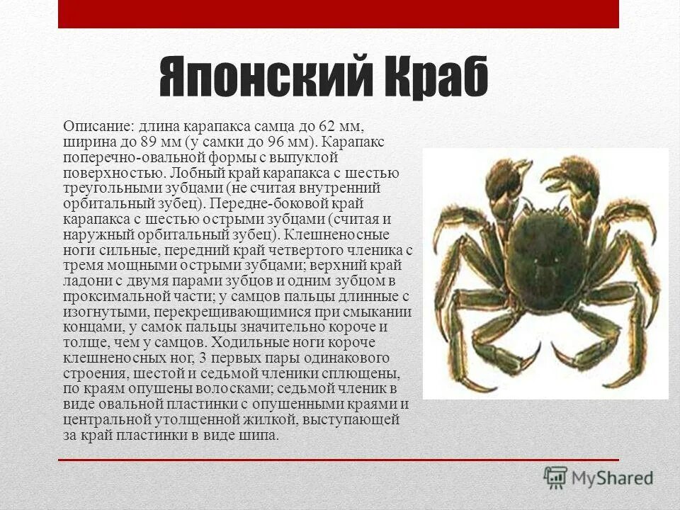 Краб-паук гигантский. Японский глубоководный краб паук. Гигантский японский краб паук. Японский краб красная книга. Крабы macrocheira kaempferi.