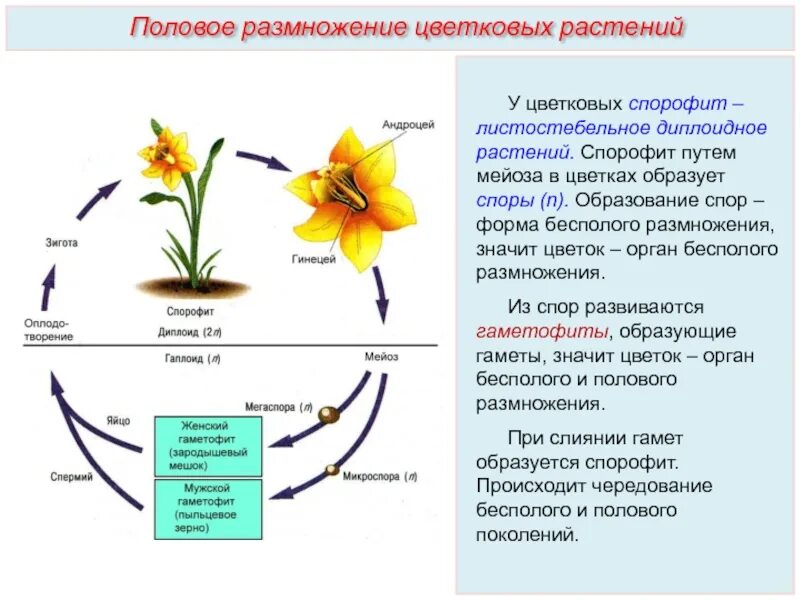 Установите последовательность происходящих при размножении человека. Половое размножение покрытосеменных растений. Половое размножение покрытосеменных цветковых растений кратко. Размножение покрытосеменных растений схема. Спорофит покрытосеменных растений.