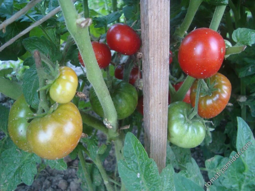 Томат бурая гроздь f1. Сорт томата бурый медведь. Томат черный медведь семена. Томат беркли тай дай хаат. Томат бурый медведь.