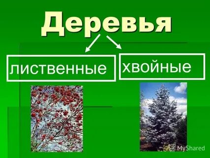 Хвойные материал лиственные