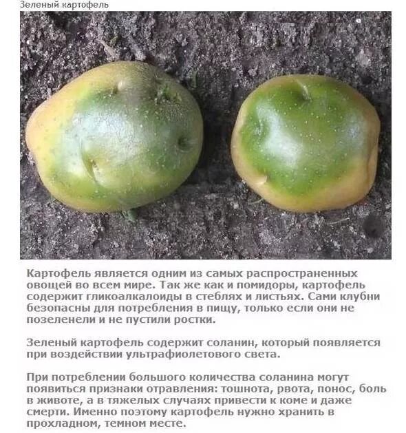 Зеленый картофель можно. Соланин в клубнях картофеля. Позеленевшие клубни картофеля. Зеленый картофель. Зеленый картофель соланин.