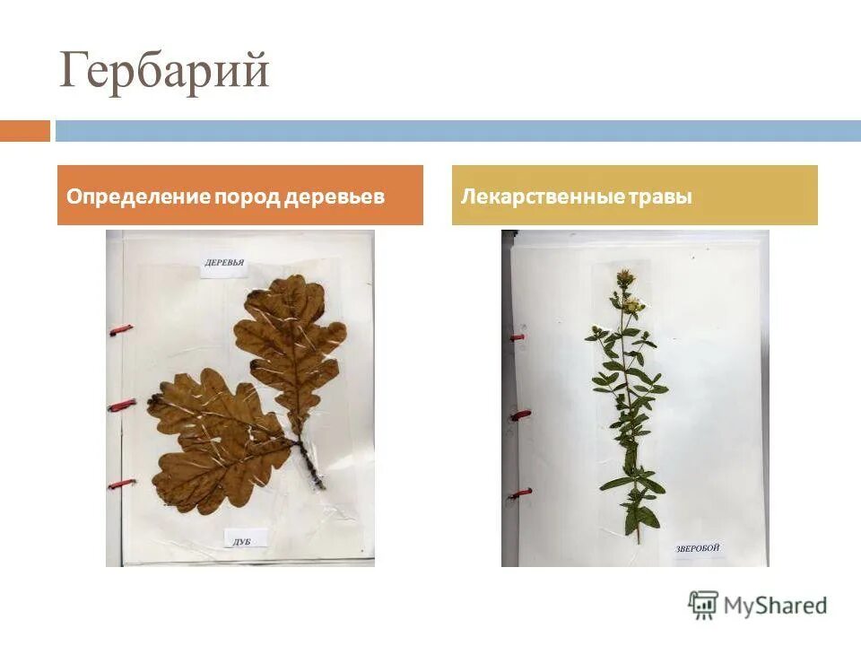 мой гербарий. садовые цветы гербарий. гербарий в виде сердечка. гербарий "морфология растений" (6 тем, 30 видов). гербарий 4 буквы.
