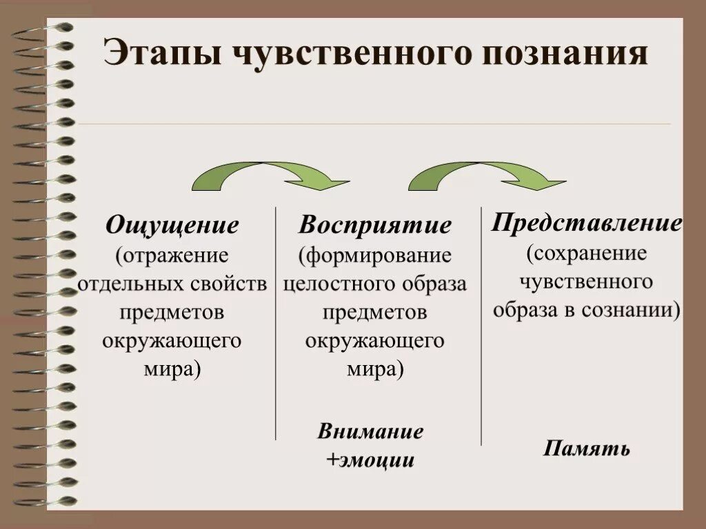 Этапы чувственного познания. Стадии чувственного познания. Ощущение восприятие представление. Восприятие этап познания.