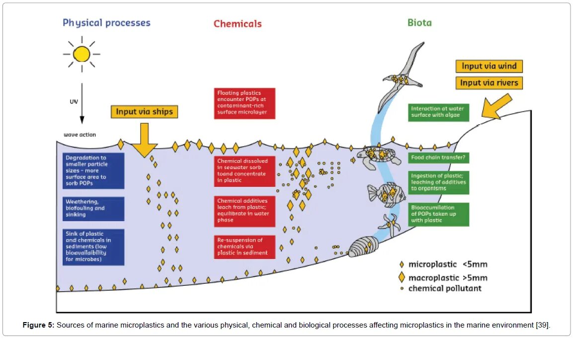 Effects of Marine pollution. Plastic pollution and food Chain. Микропластик в почве. Physical processes.