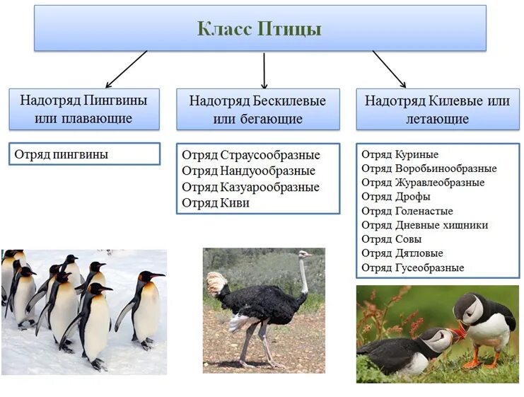 Многообразие птиц 8 класс