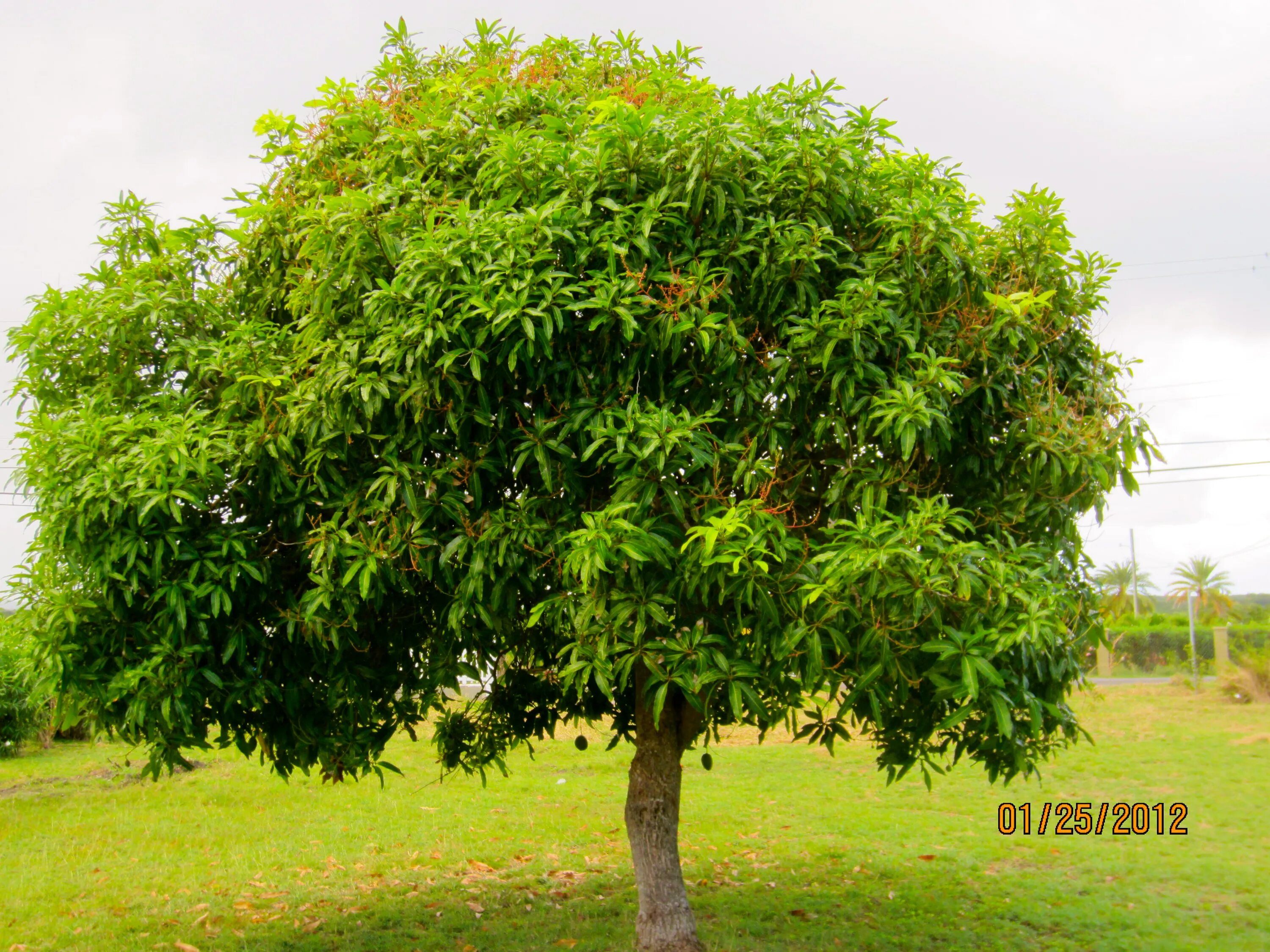Kate tree