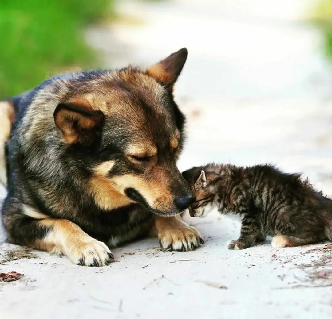 21 animal. Бездомные животные. Всемирный день бездомных животных. Бездомные собаки. Бродячие животные.