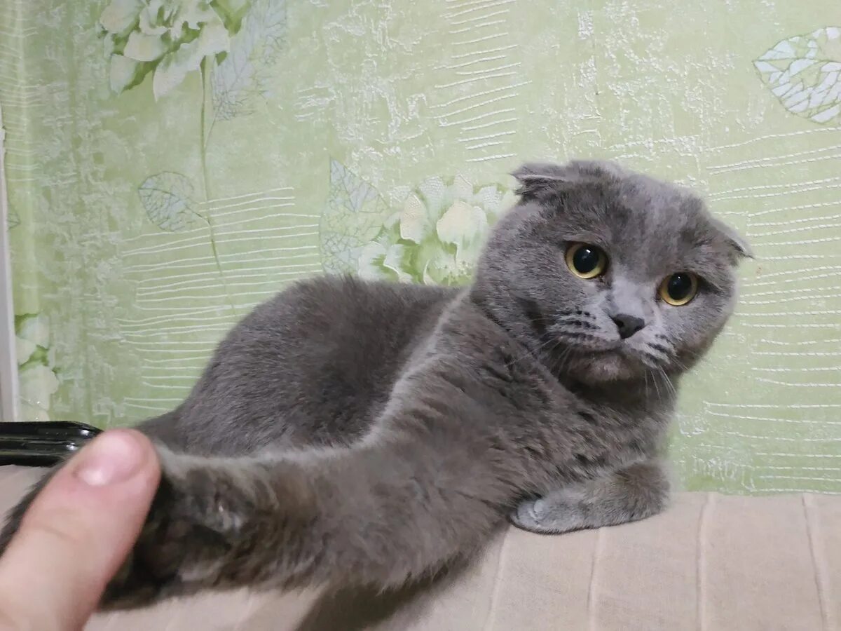 Кот скоттиш страйт вислоухий. Шотландская кошка светлая прямоухая. Шотландская с прямыми ушами. Шотландская вислоухая страйт. Шотландская прямоухая бело серая.