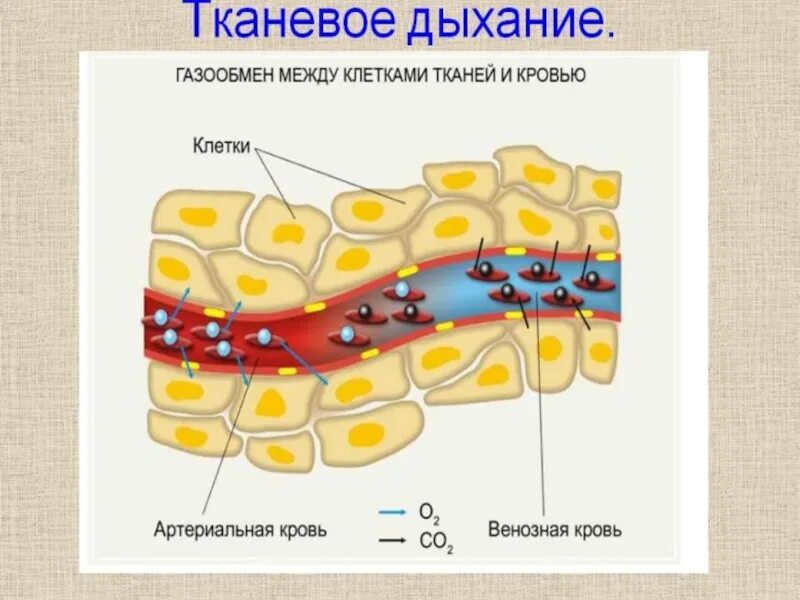 Что происходит при тканевом газообмене кратко