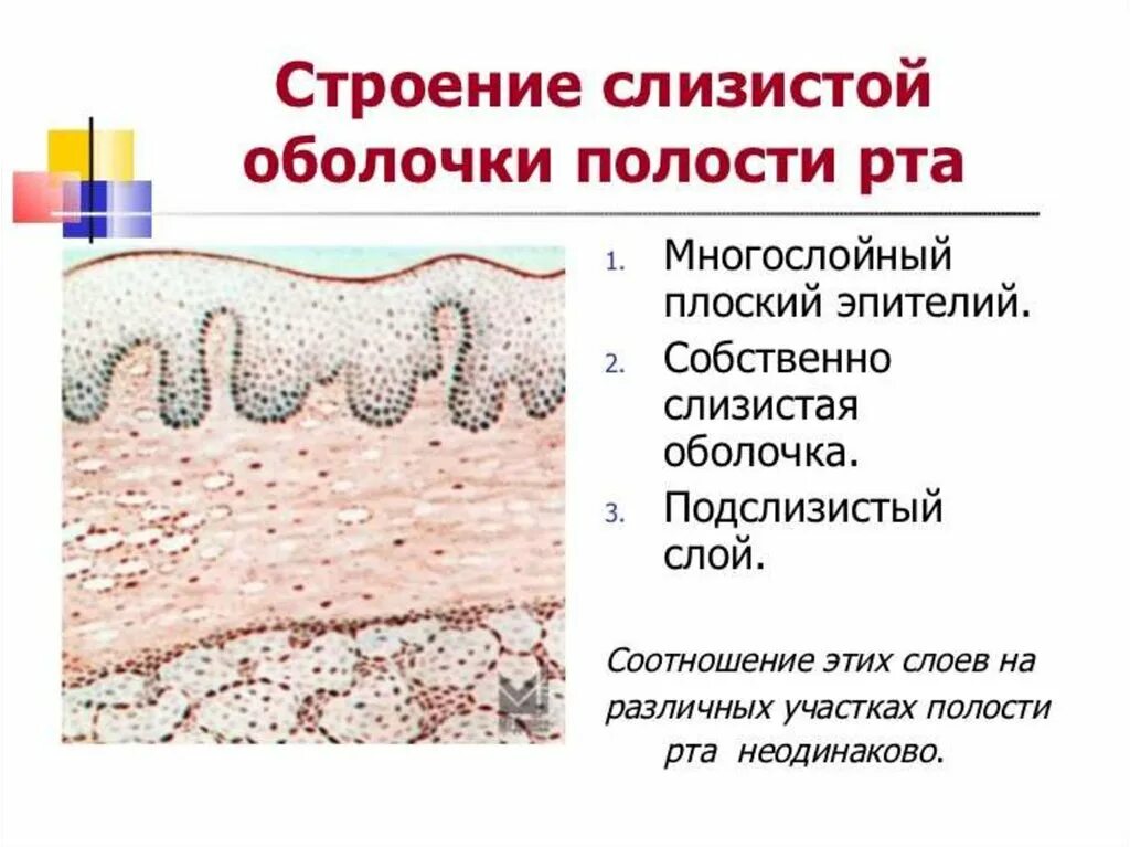 Гистологическое строение слизистой оболочки. Слизистая оболочка полости рта гистологическое строение. Строение эпителия слизистой оболочки. Эпителий слизистой оболочки ротовой полости. Клетки слизистой полости рта