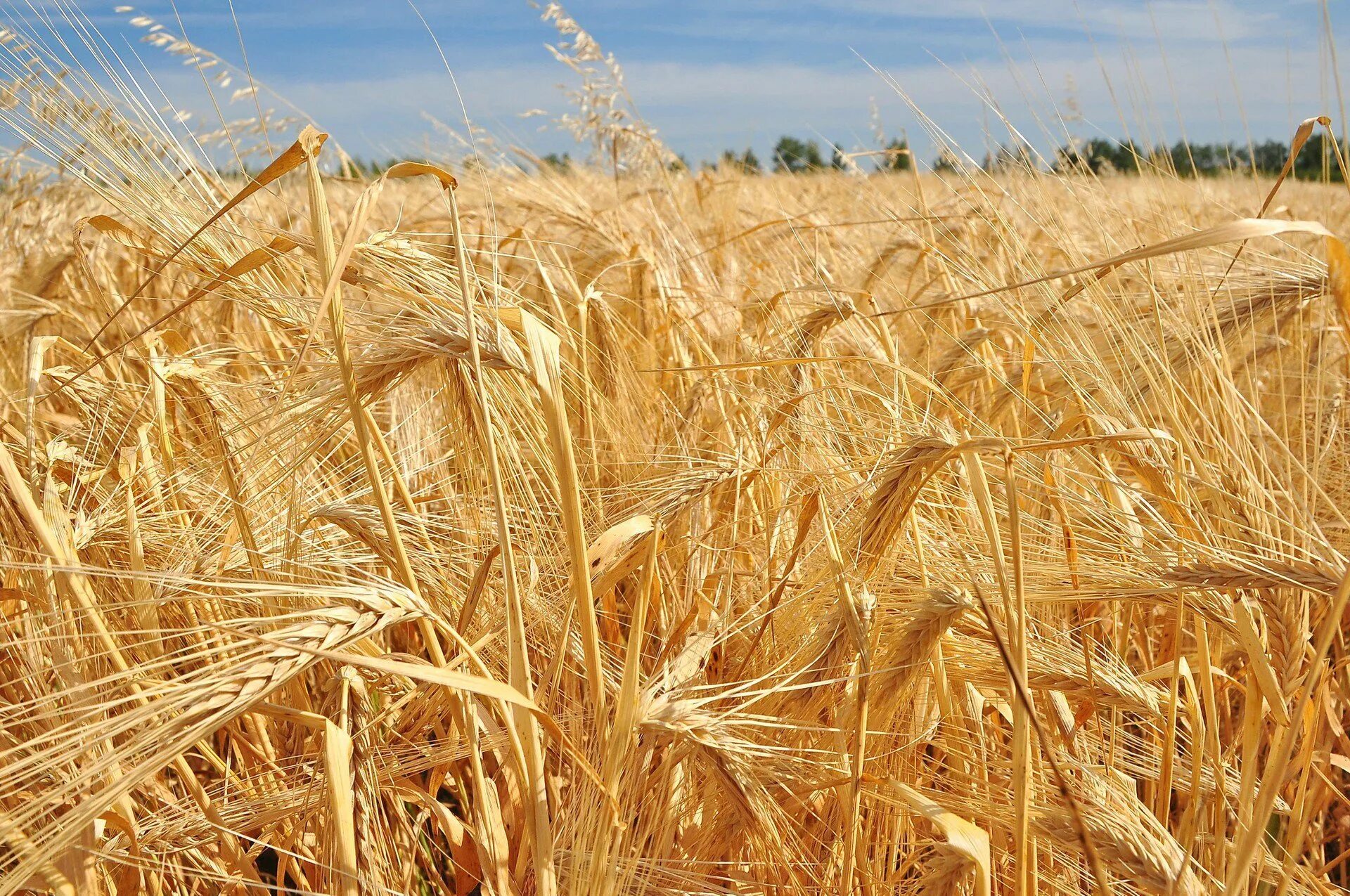 Отличные пшеничные. Пшеничные поля в Омске. Хлебные поля Кубани. Хлебные поля России. Хлебные поля Саратовавтодор.