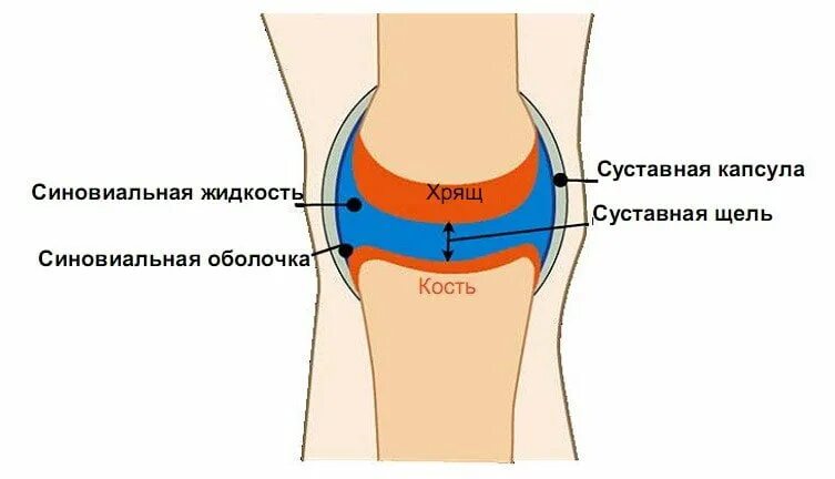 Жидкость в коленном суставе. Синовиальная оболочка коленного сустава. строение коленного сустава синовиальная оболочка. синовиальная мембрана коленного сустава. синовиальная жидкость выпот в коленном.