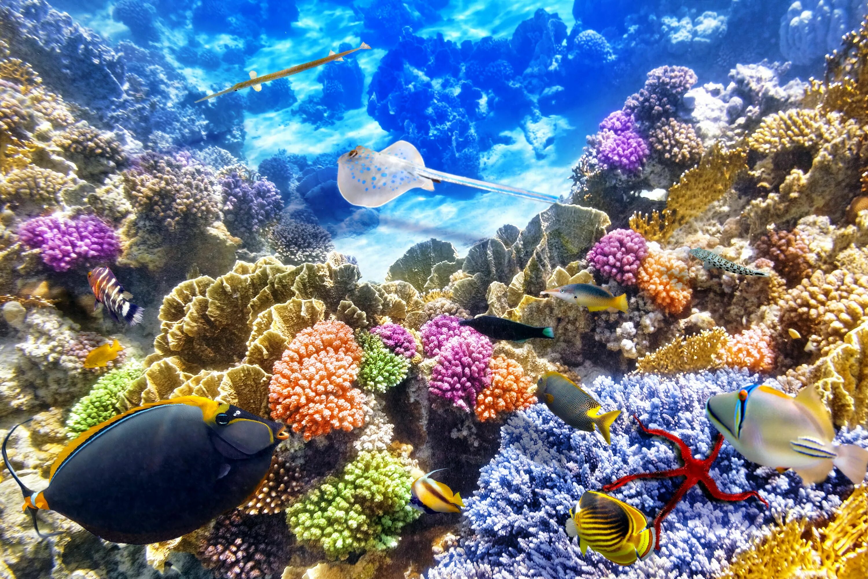 Underwater coral. Морской парк на рифах Туббатаха. Подводный риф риф. Морской заповедник Саут-Уотер-Кей,. Коралловый риф Бора Бора.