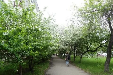 Яблоневая аллея сыктывкар