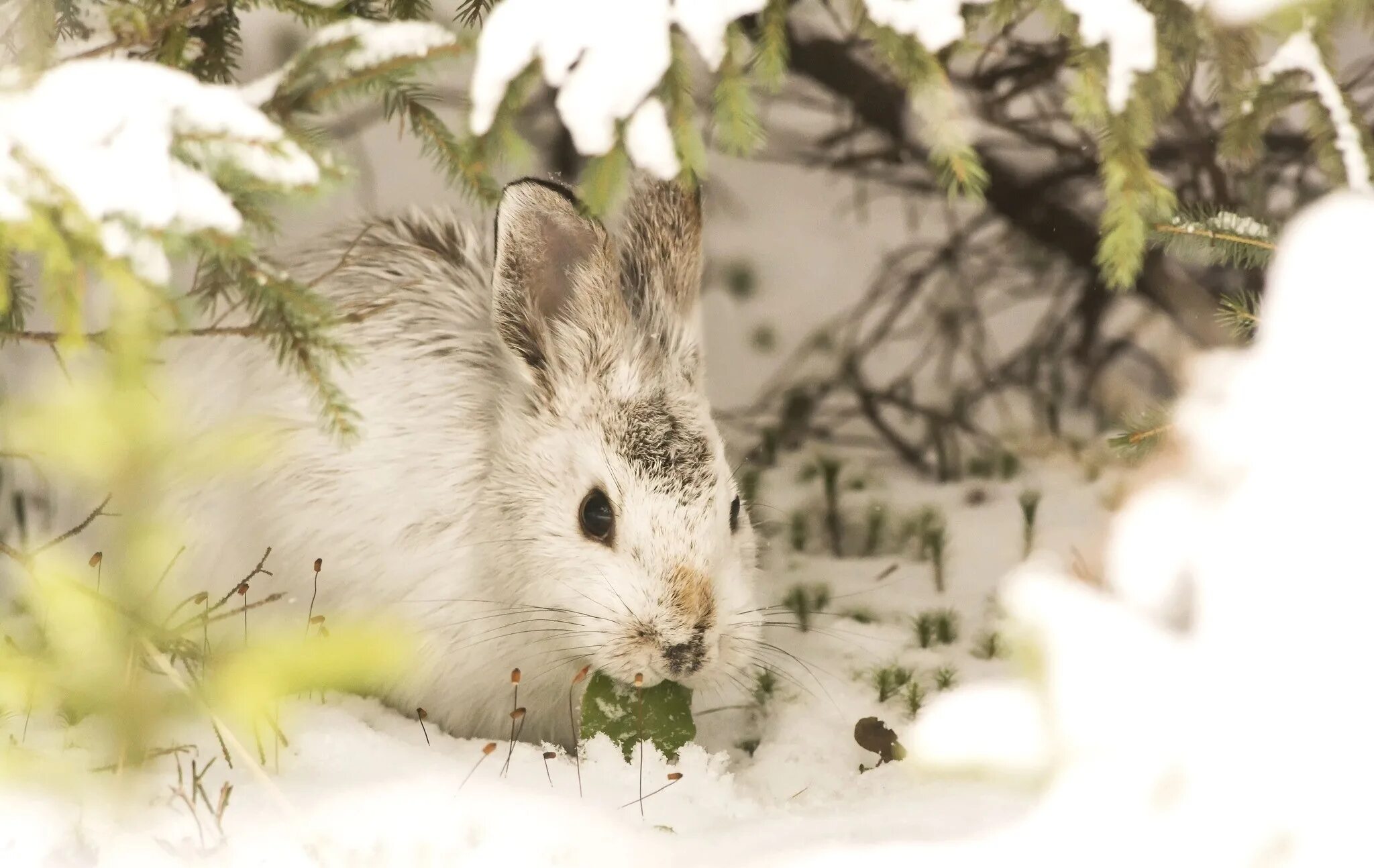Картинки животных снег. Заяц Беляк зима. Звери зимой. Звери в зимнем лесу. Зайчик зимой.