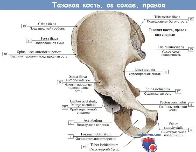 Седалищная кость человека. Кости таза анатомия медунивер. седалищная кость анатомия. тазовая кость анатомия строение. строение таза седалищная кость.