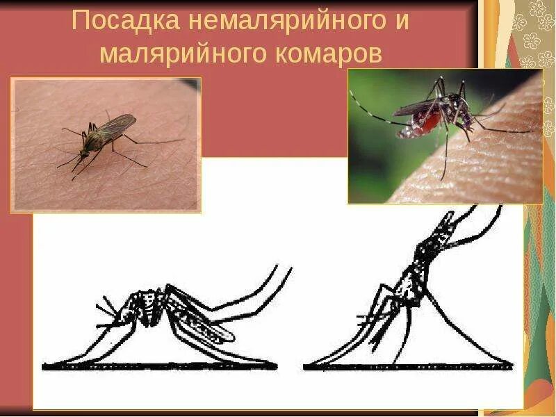 Типула и малярийный комар отличия. Малярийный москит анофелес. строение комара анофелес. комар малярийный отряд.