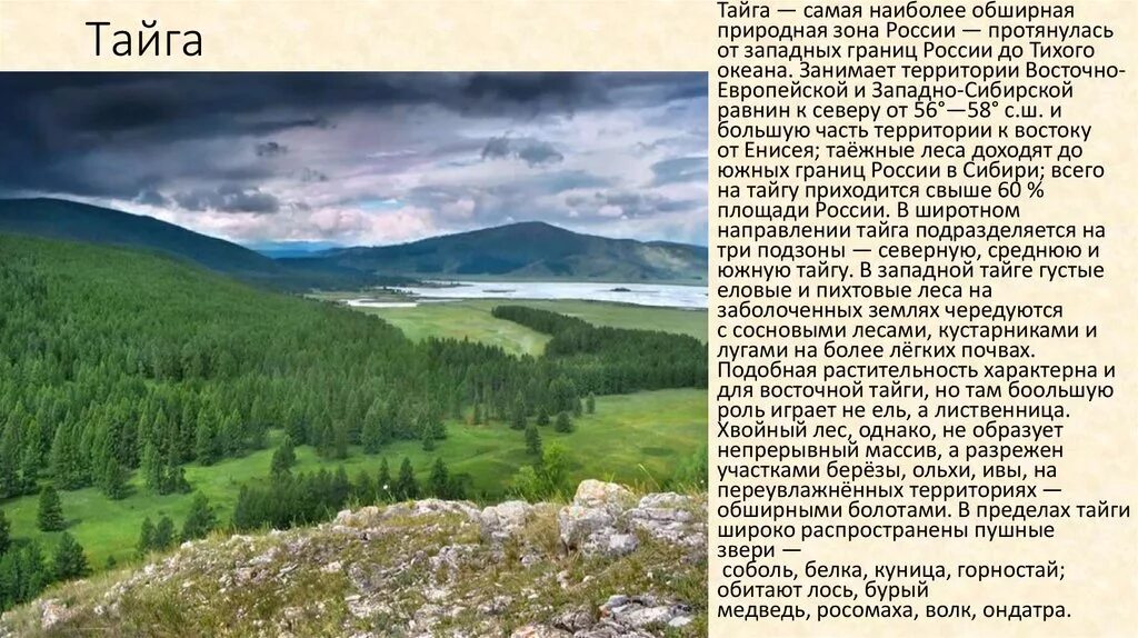 Самая крупная природная зона россии. Природные зоны России Тайга. Описание тайги. Презентация Тайга России. Тайга самая большая природная зона России.