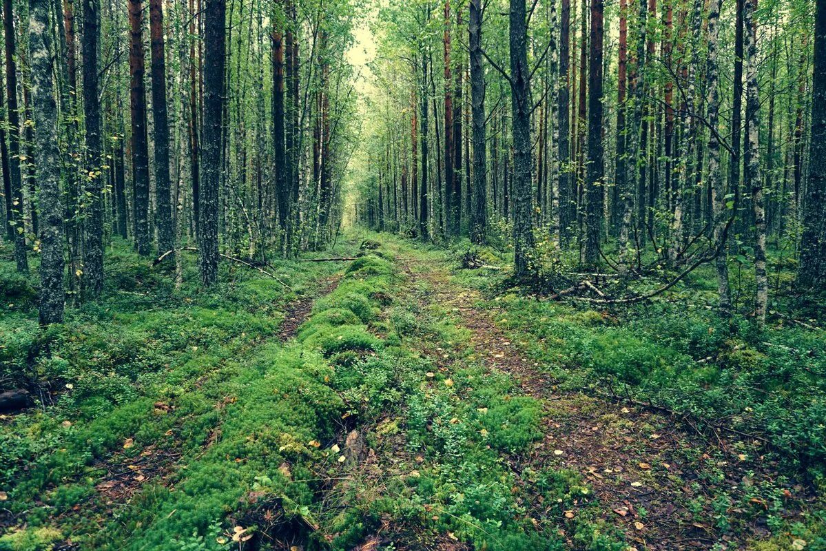 где начинается лес. где начинается лес. березово сосновый лес. июньский лес. лес тропа усть илимск.