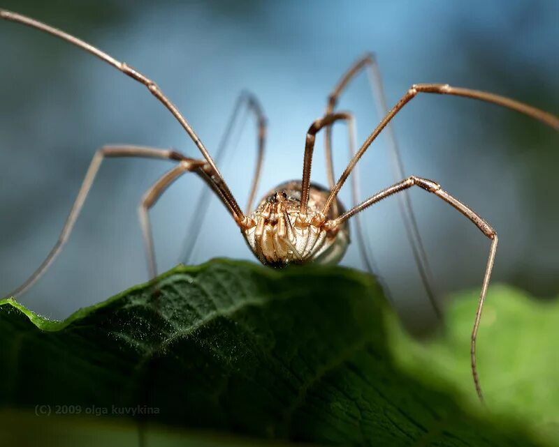 клещи сенокосцы представители