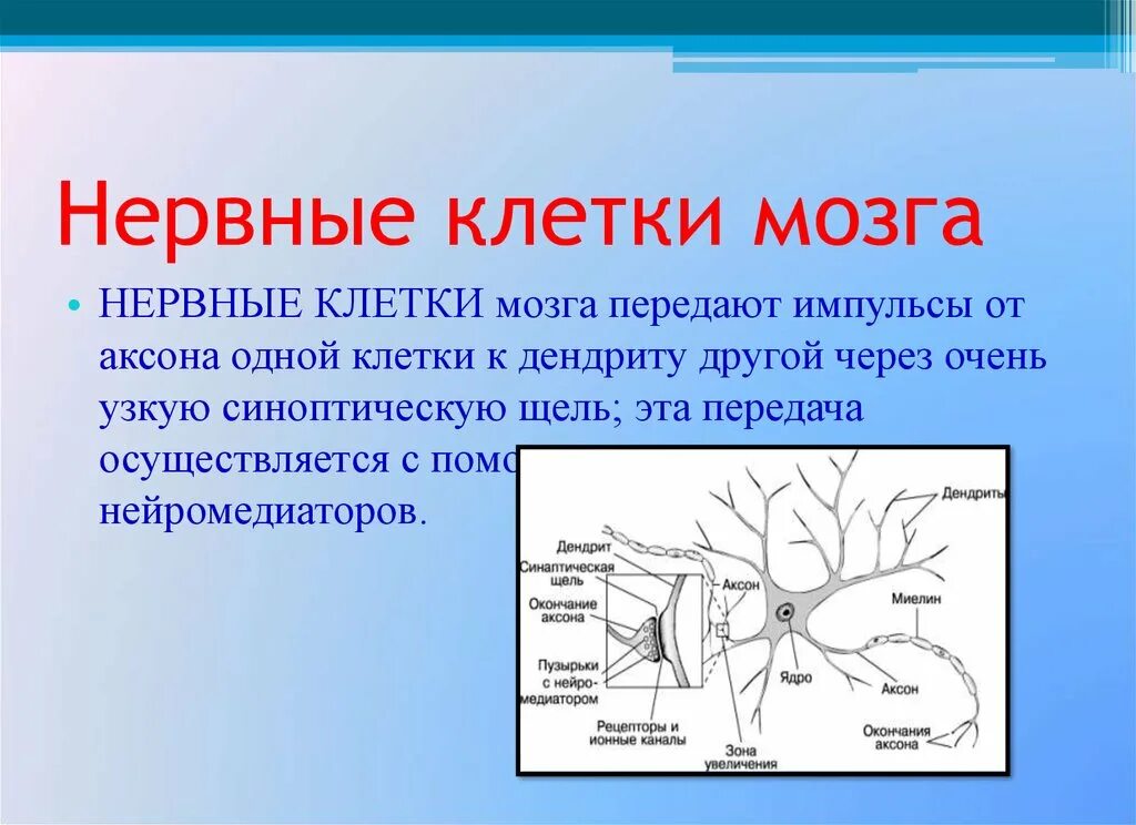 Нейроны головного мозга. Нервные клетки головного мозга. Нейроны мозга строение. Структура нейронов головного мозга. Сколько восстанавливается нервная