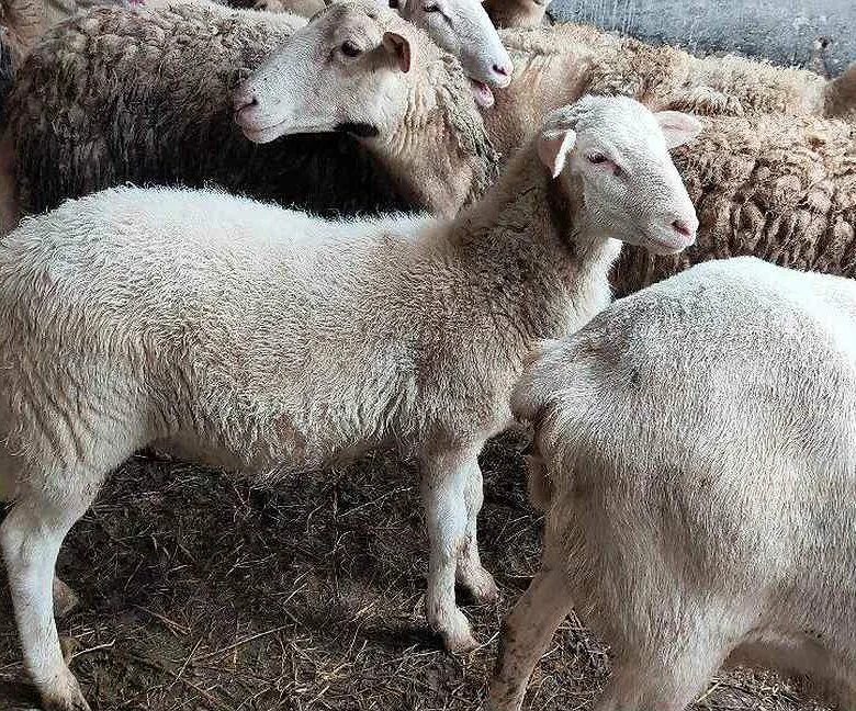 Ярок ягненок. Катумская порода овец. Породы Баранов Катумские. Катумские овцы породы овец. Катумские овцы ягнята.