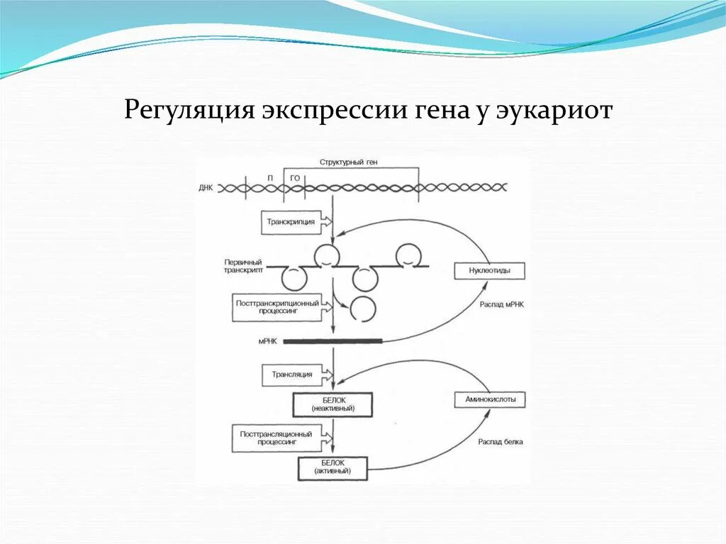 Суть регуляции транскрипции и трансляции ментальная карта. Общая схема регуляции экспрессии генов эукариот. регуляция экспрессии генов у эукариот. регуляция активности генов у эукариот общая схема. схема регуляции экспрессии генов у эукариот.