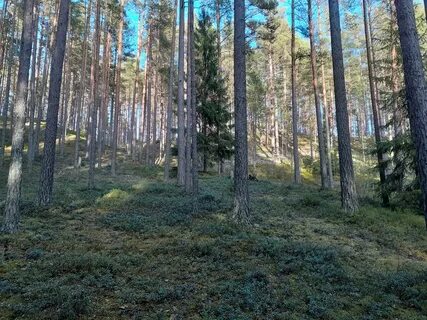 Петяярви ленинградская область