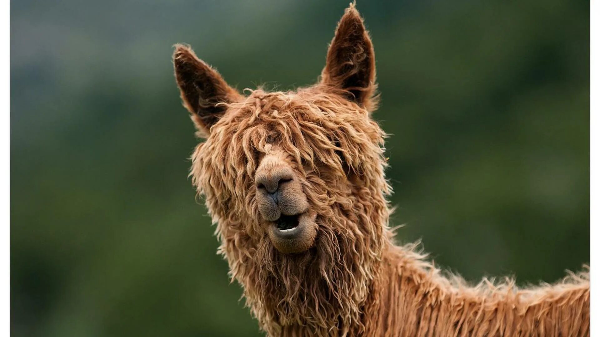 Llama2