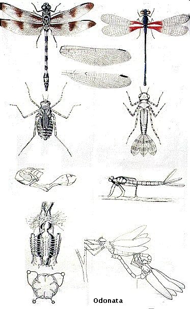 Перевязанная стрекоза превращение. Odonata личинки. Стадии развития личинки Стрекозы. Odonata строение. Личинка Стрекозы метаморфоз.