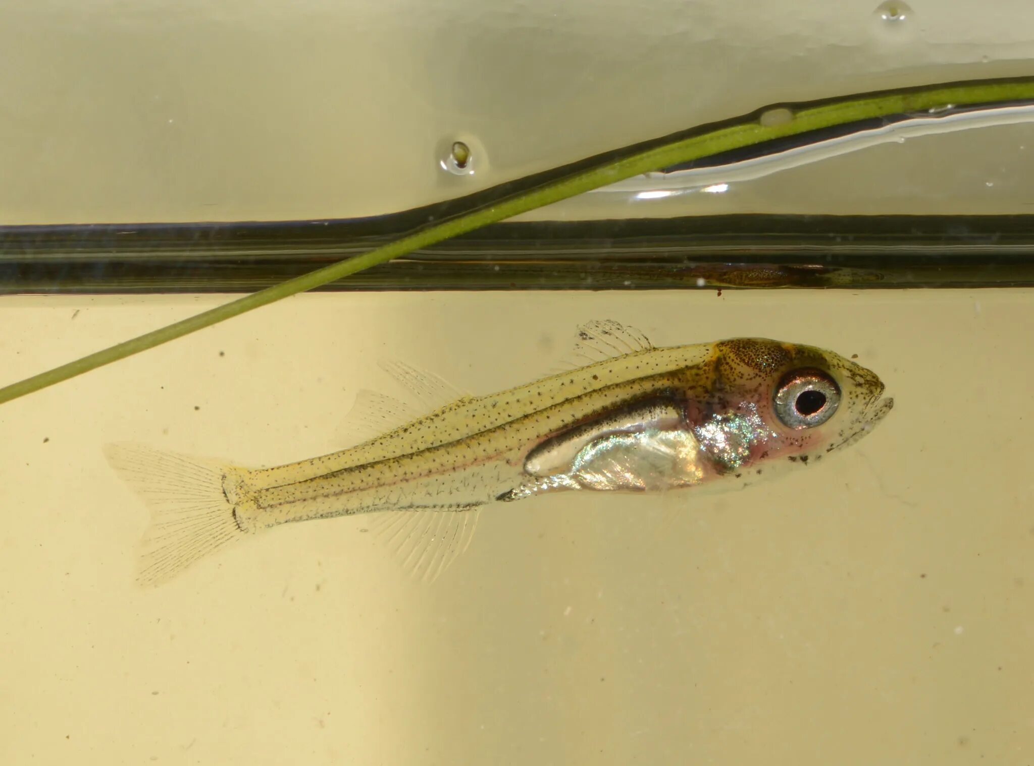 донской ёрш. обитания двух популяций обыкновенной окуня. речной окунь. окунь обыкновенный. речной окунь.