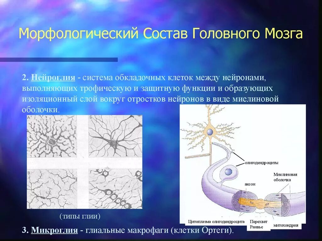 Клетки мозга человека состоят из. Строение нейрона и нейроглии. Глиальные клетки микроглия. Нейроны головного мозга строение. Нервная система нейроглия.