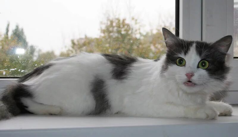 Pin by Kerry Ramich on kitties Beautiful cats, Cats, Cute animals