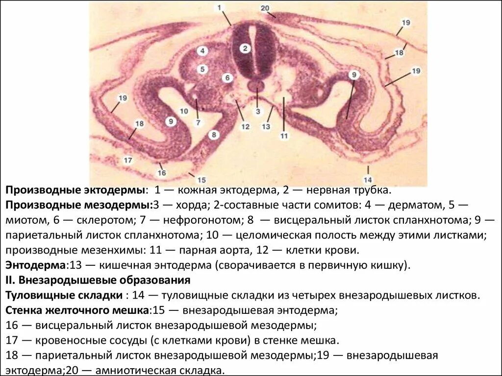 Производные мезодермы сомитов. Целомический эпителий висцерального листка спланхнотома. Туловищная складка гистология. Мезодерма что образует гистология.