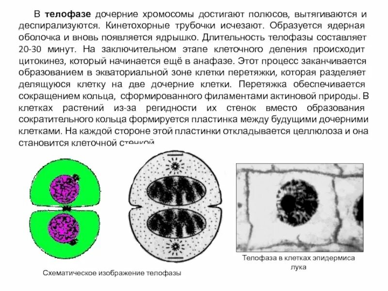 Клеточная перетяжка у каких клеток. Телофаза дочерние хромосомы. Телофаза растительной клетки. Телофаза в клетках растений. Телофаза животной клетки.