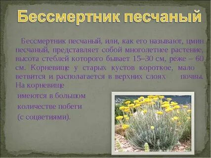 Бессмертник свойства